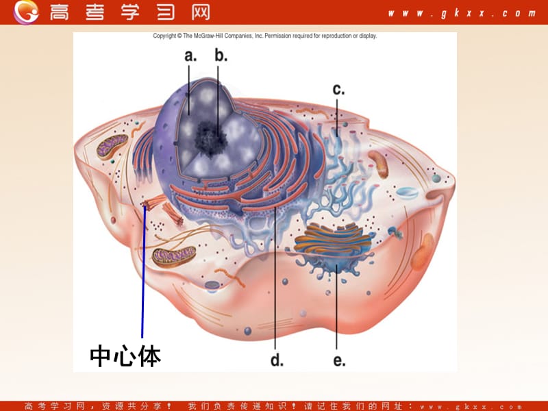 高中生物《细胞核——系统的控制中心》课件5（22张PPT）（人教版必修1）_第3页