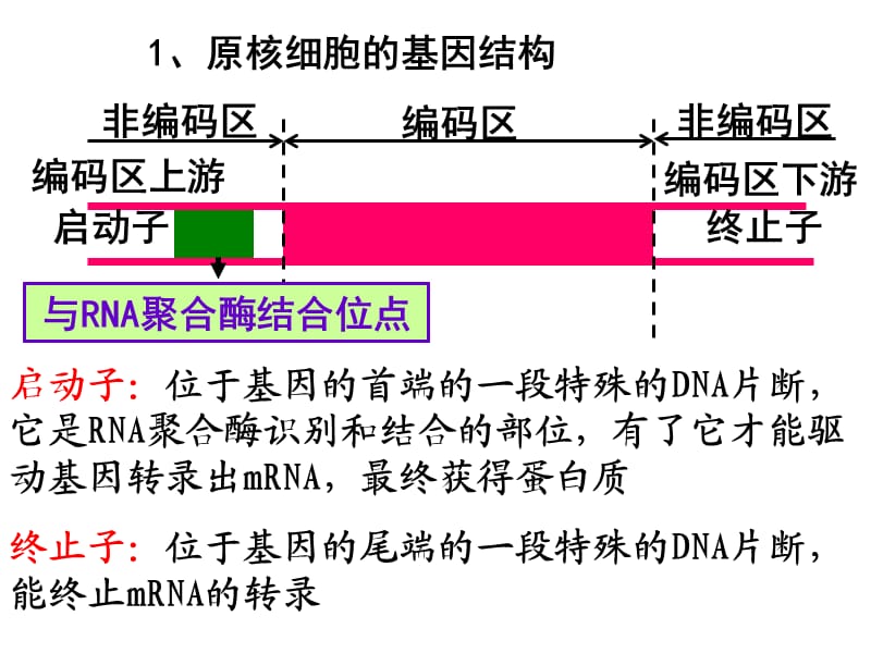 高中生物《基因工程的基本操作程序》课件五（49张PPT）（人教版选修3）_第2页