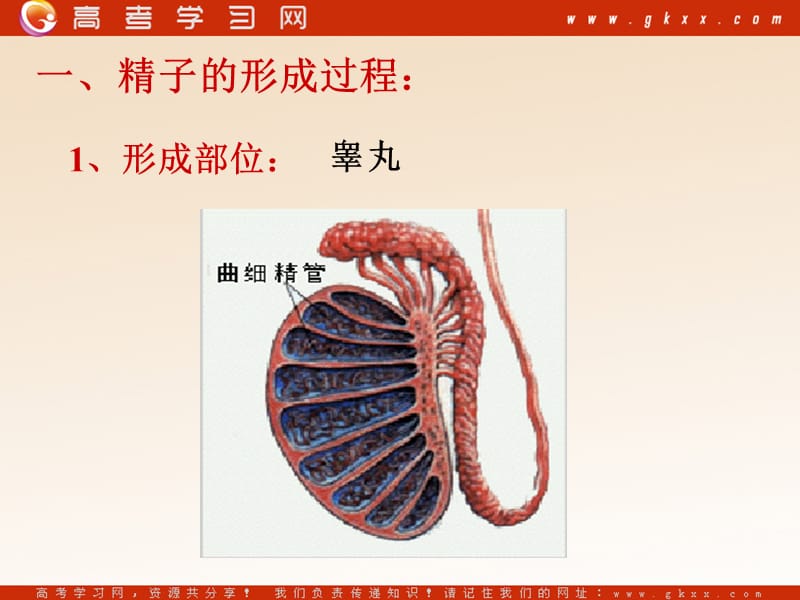 高中生物《减数分裂与配子形成》课件2（25张PPT）（中图版必修2）_第3页