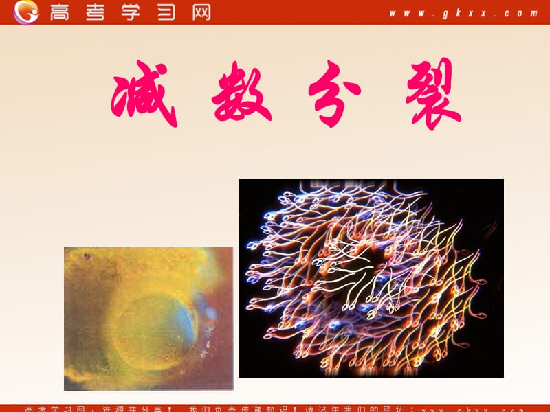 高中生物《减数分裂》课件2（46张PPT）（沪科版第二册）_第2页