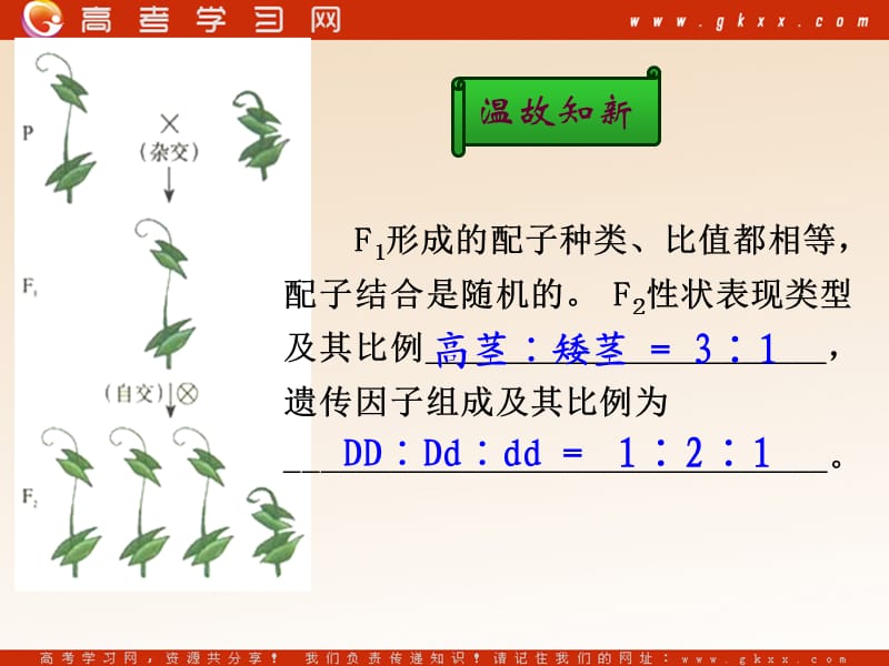 高中生物《孟德尔的豌豆杂交实验（二）》课件7（26张PPT）（人教版必修2）_第3页