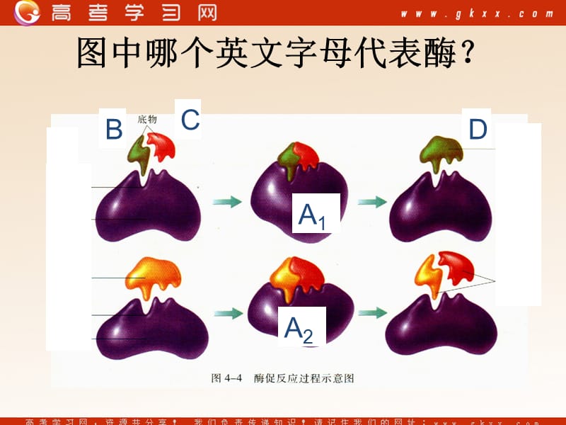 高中生物《酶在代谢中的作用》课件5（26张PPT）（中图版必修1）_第3页