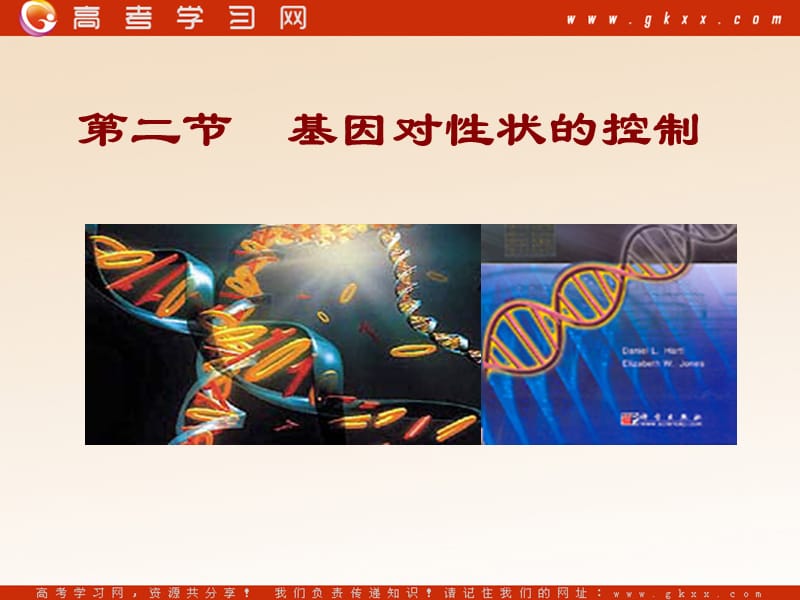 高中生物《基因对性状的控制》课件2（20张PPT）（人教版必修2）_第2页