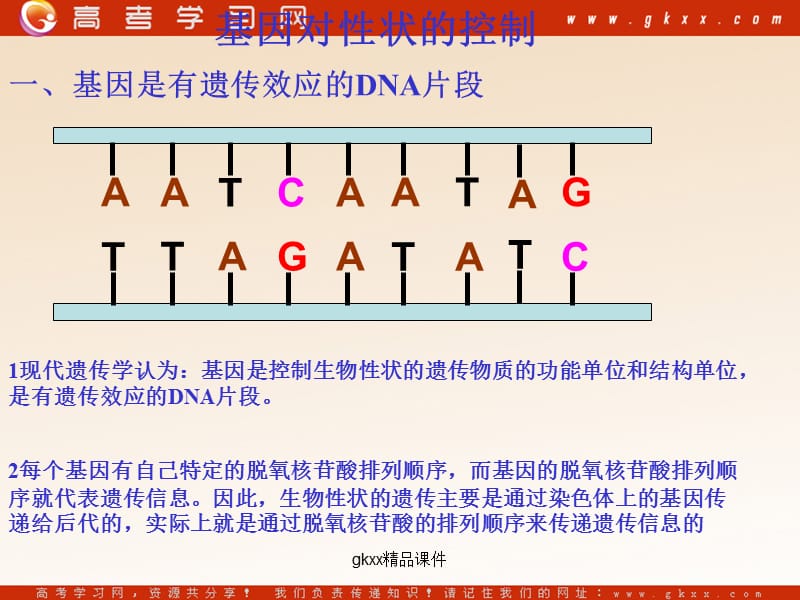 高中生物《基因的表达 》课件（32张PPT）（中图版必修2）_第3页