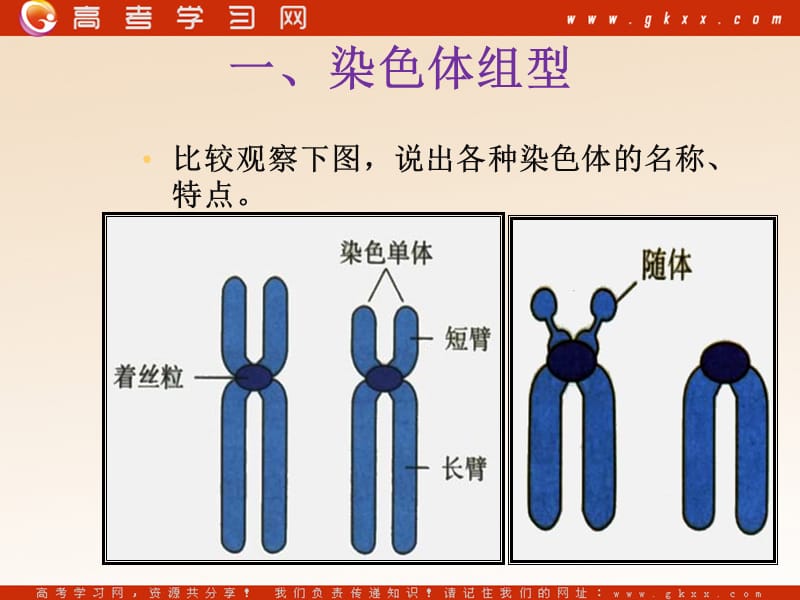 高中生物《伴性遗传》课件2（16张PPT）（中图版必修2）_第3页