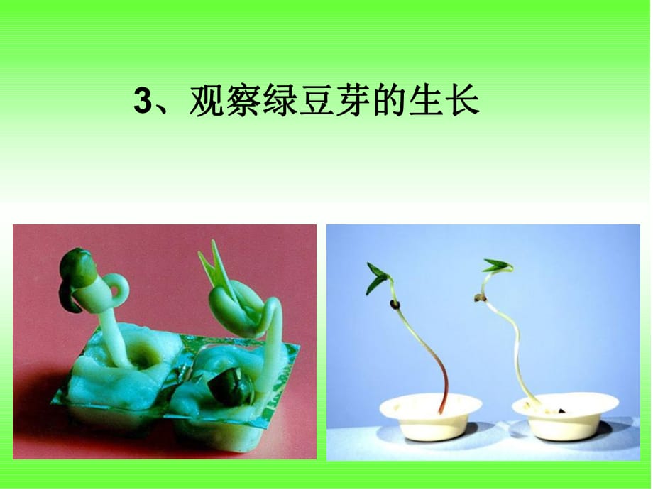 觀察綠豆芽的生長(zhǎng)教學(xué)_第1頁(yè)