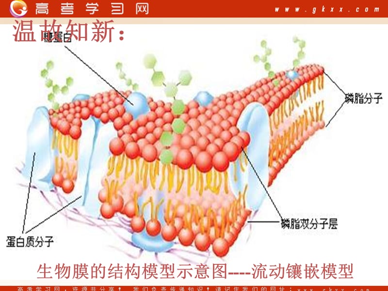 高中生物《物质跨膜运输的方式》课件9（22张PPT）（人教版必修1）_第3页