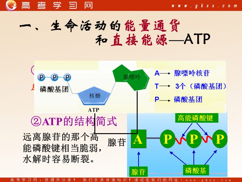 高中生物《ATP和酶》课件1（11张PPT）（苏教版必修1）_第3页