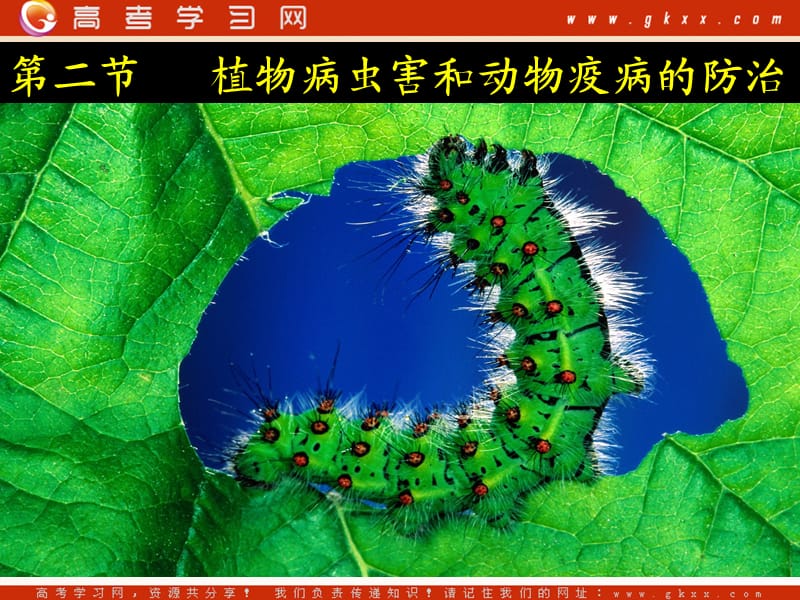 高中生物《植物病虫害和动物疫病的防治》课件2（11张PPT）（浙教版选修2）_第2页