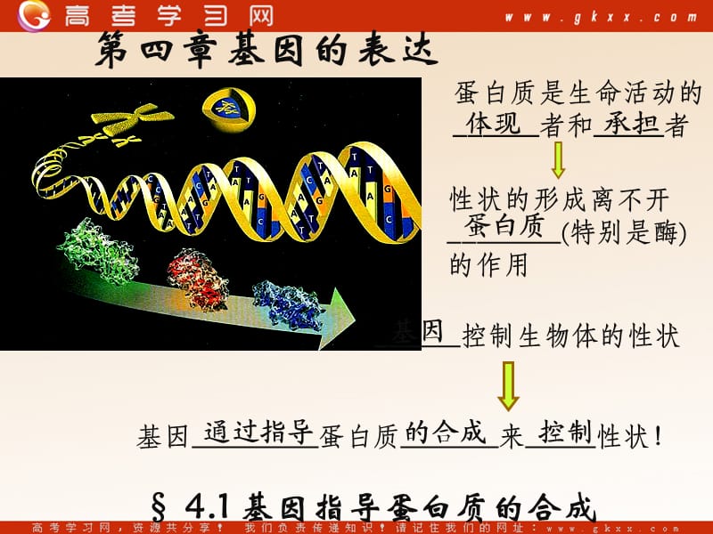 高中生物《基因指导蛋白质的合成》课件8（29张PPT）（人教版必修2）_第2页