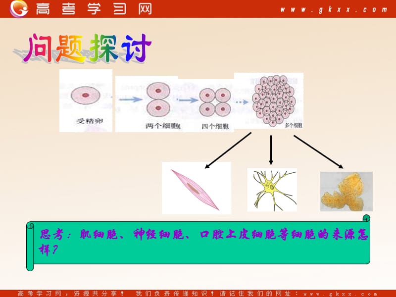 高中生物《细胞的分化》课件6（25张PPT）（浙教版必修1）_第3页