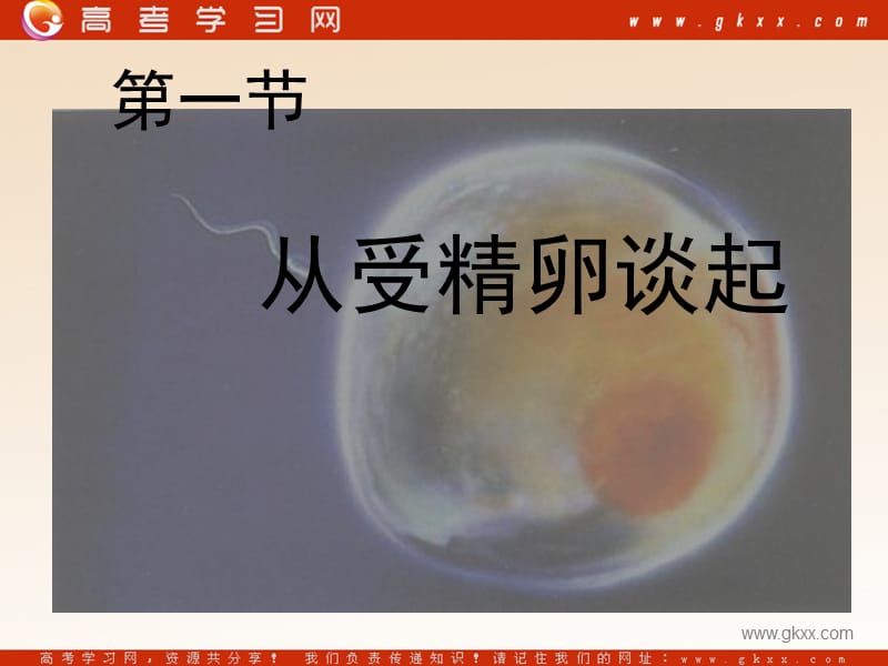 高中生物《从受精卵谈起》课件1（29张PPT） （浙教版选修3）_第2页