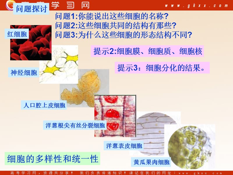 高中生物《细胞的多样性和统一性》课件9（19张PPT）（人教版必修1）_第3页