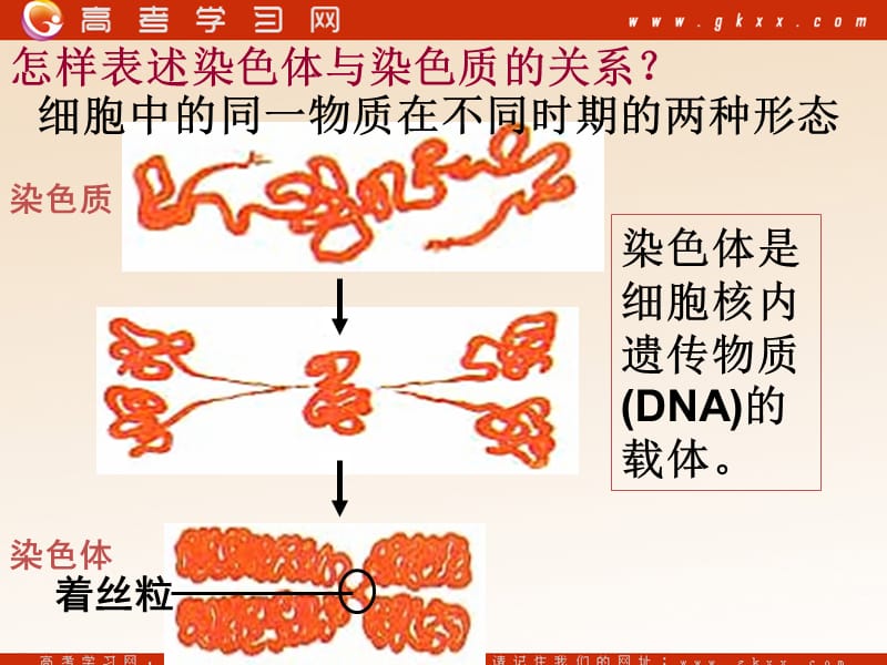 高中生物《减数分裂中的染色体行为》课件2（35张PPT）（浙教版必修2）_第3页