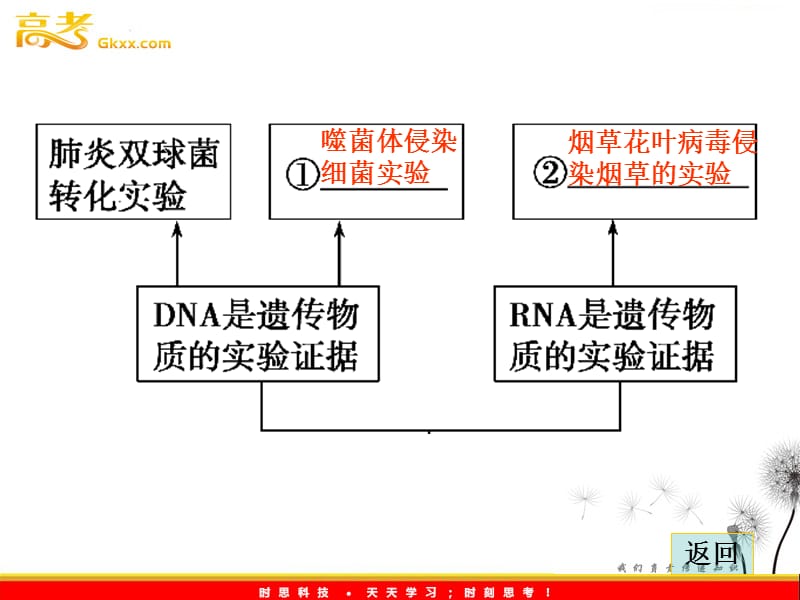 高中生物《金牌学案》2012届高考生物二轮专题复习课件：知识专题4学案7遗传的分子基础_第3页