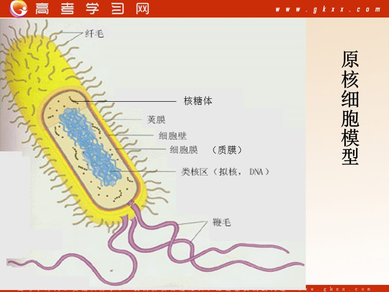 高中生物《原核细胞》课件1（22张PPT）（浙教版必修1）_第3页