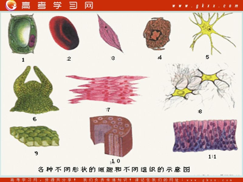 高中生物《生命活动的基本单位——细胞》课件1（34张PPT）（苏教版必修1）_第3页