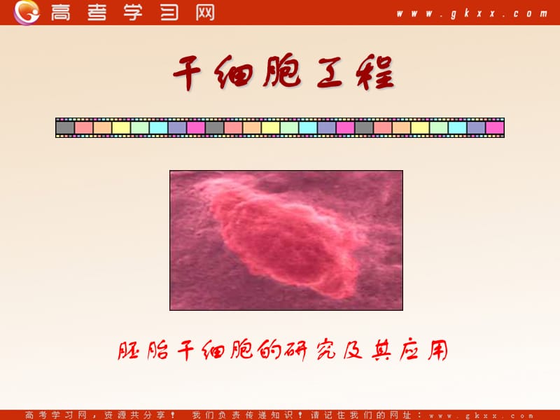 高中生物《胚胎干细胞的研究及其应用》课件1（34张PPT）（苏教版选修3）_第2页