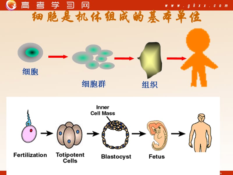 高中生物《胚胎干细胞的研究及其应用》课件1（34张PPT）（苏教版选修3）_第3页