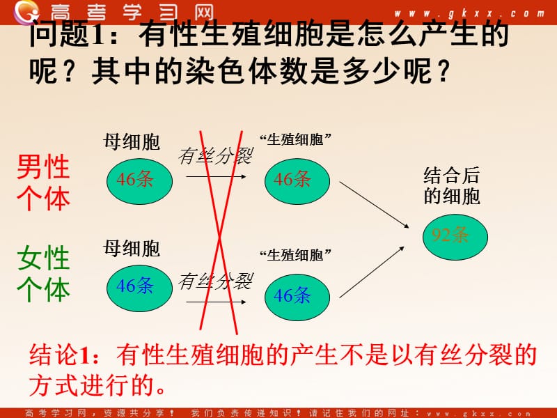 高中生物《减数分裂和受精作用》课件7（28张PPT）（人教版必修2）_第3页