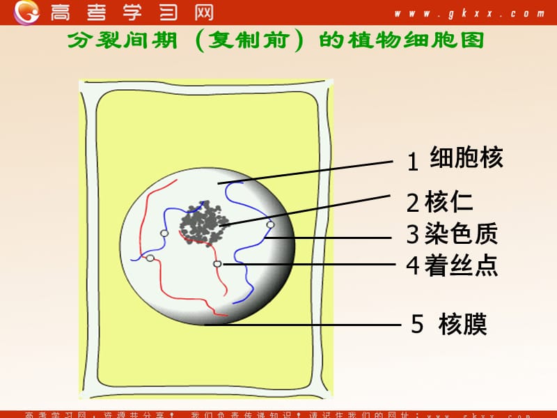 高中生物《有丝分裂》课件4（47张PPT）（沪科版第二册）_第3页