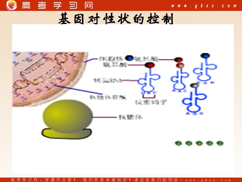 高中生物《基因对性状的控制》课件5（15张PPT）（中图版必修2）_第2页