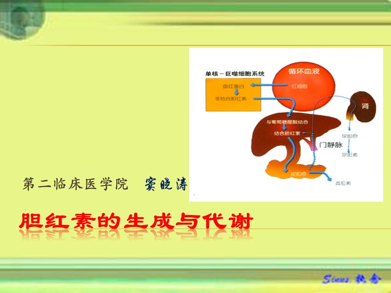 胆红素的生成代谢(供office07+版)_第1页