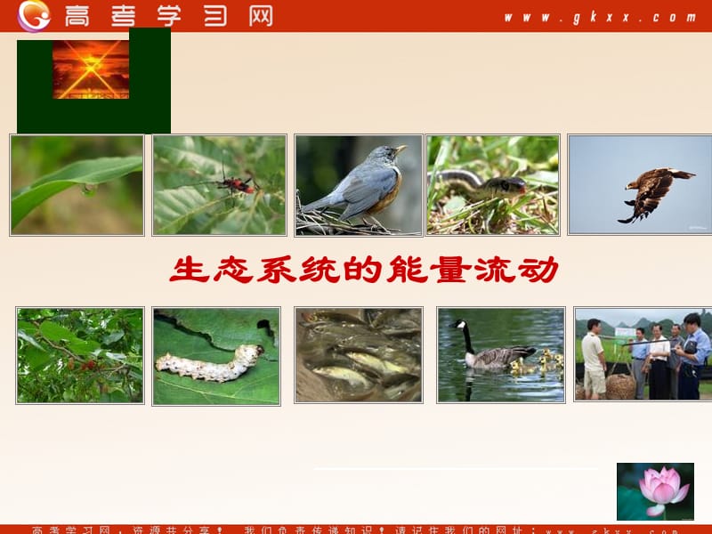 高中生物《生态系统的能量流动》课件6（42张PPT）（人教版必修3）_第2页