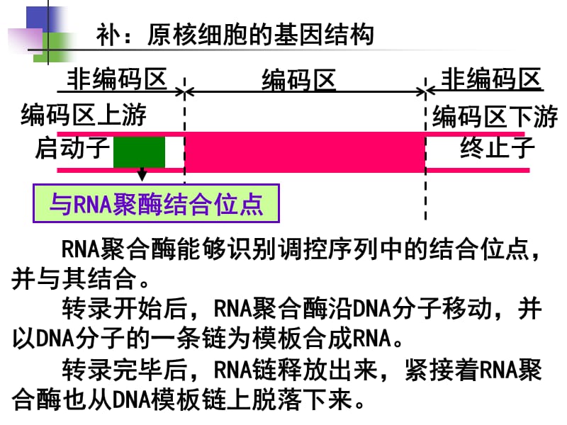 高中生物《基因工程的基本操作程序》课件八（34张PPT）（人教版选修3）_第3页