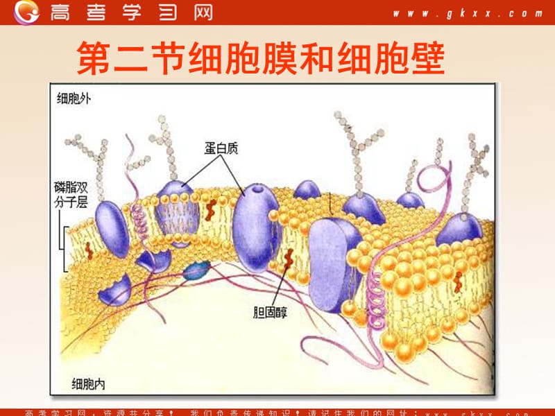 高中生物《细胞膜和细胞壁》课件2（26张PPT）（浙教版必修1）_第2页