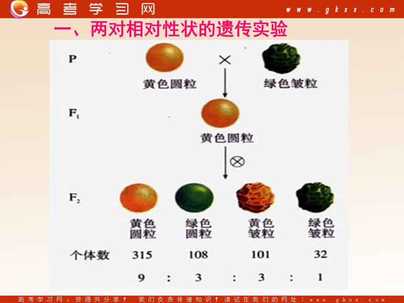 高中生物《孟德尔的豌豆杂交实验（二）》课件5（17张PPT）（人教版必修2）_第3页