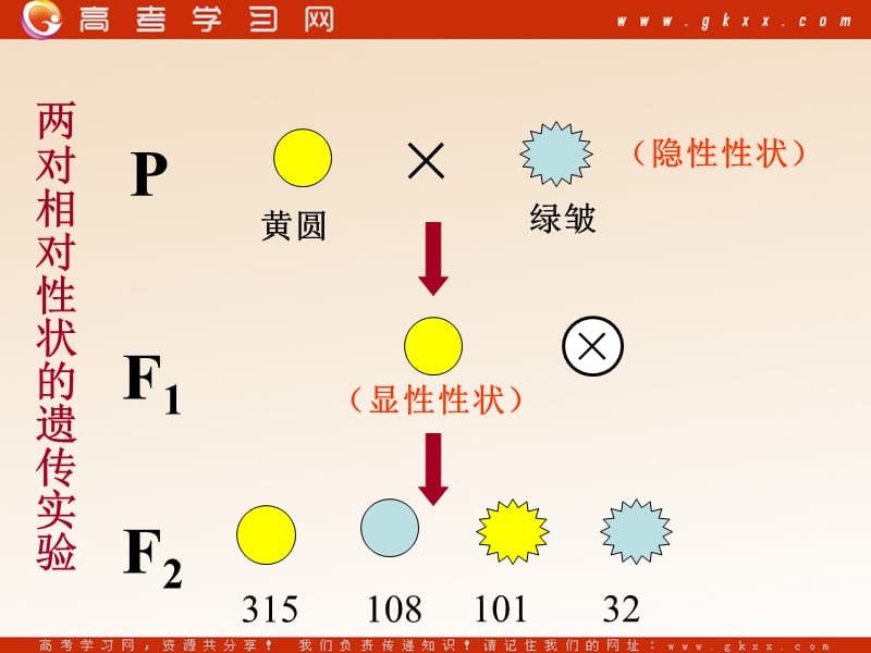 高中生物《遗传规律》课件2（17张PPT）_第3页