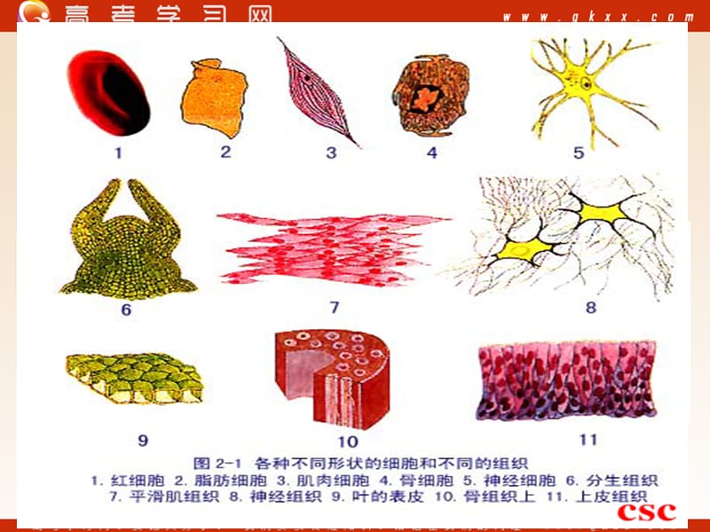 高中生物《细胞的多样性和统一性》课件8（22张PPT）（人教版必修1）_第3页