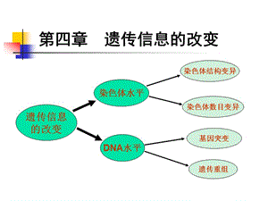 《遺傳信息的改變》PPT課件