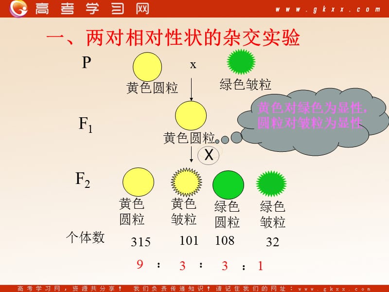 高中生物《自由组合定律》课件2（16张PPT） （浙教版必修2）_第3页