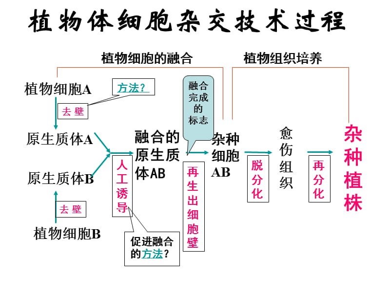 高中生物《动物细胞融合与单克隆抗体》课件一（18张PPT）（人教版选修3）_第3页