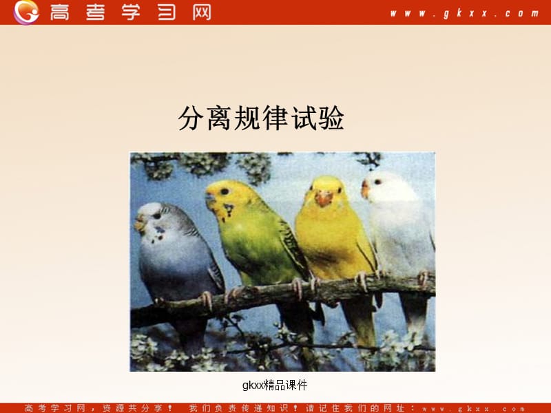 高中生物《分离规律试验 》课件（23张PPT）（中图版必修2）_第2页