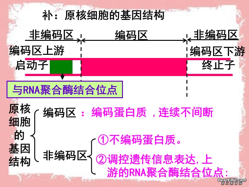 高中生物《基因工程的基本操作程序》课件二（52张PPT）（人教版选修3）_第3页