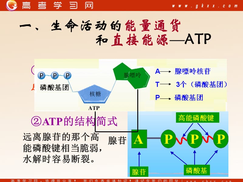 高中生物《ATP和酶》课件4（23张PPT）（苏教版必修1）_第3页