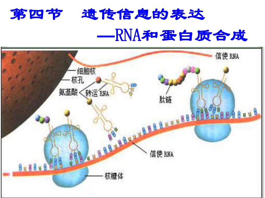 遺傳信息的表達RNA和蛋白質合成教學_第1頁