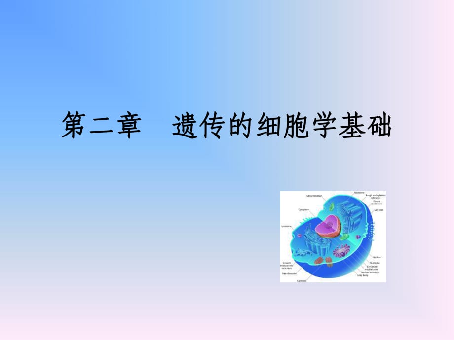 遺傳學(xué)第二章遺傳的細(xì)胞學(xué)基礎(chǔ)_第1頁