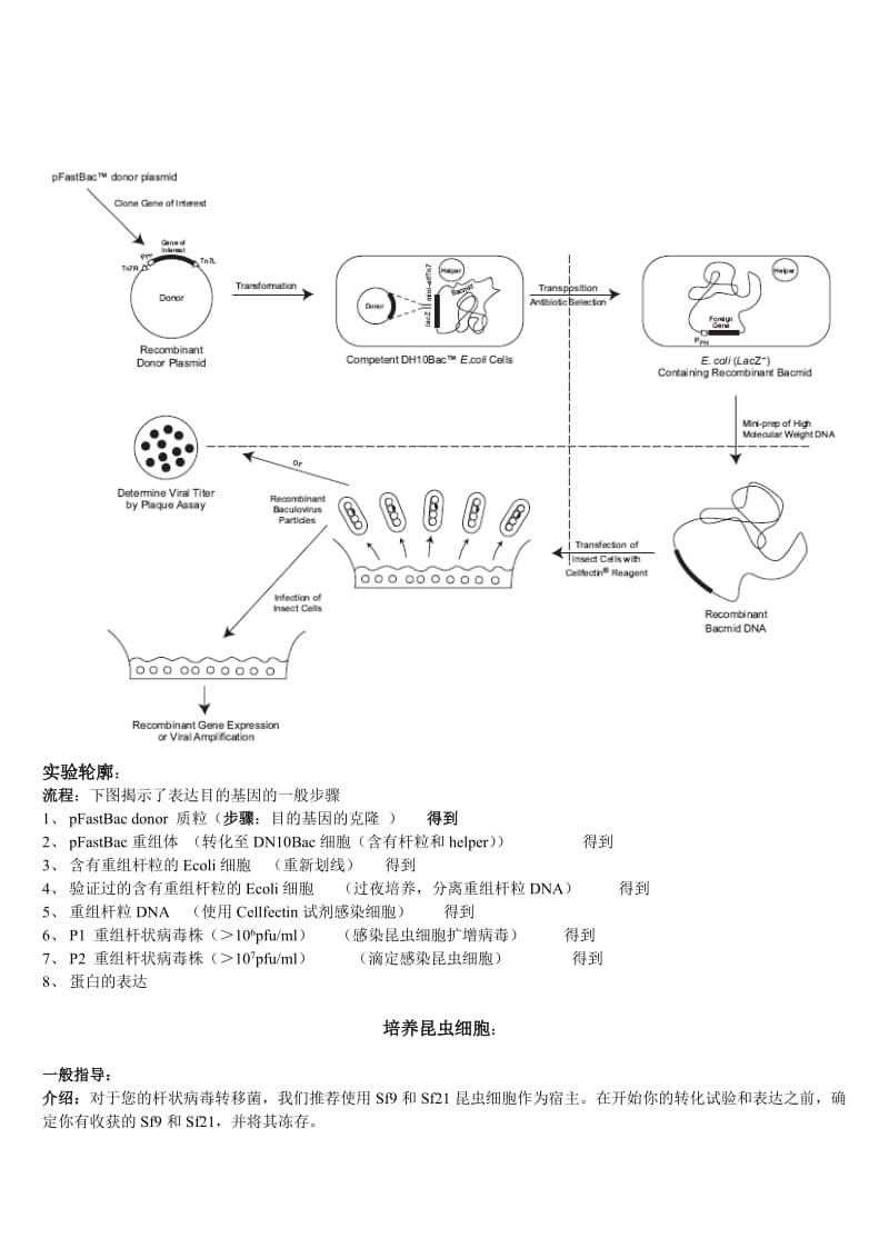 Bac-to-bac表达系统中文版说明书_第3页