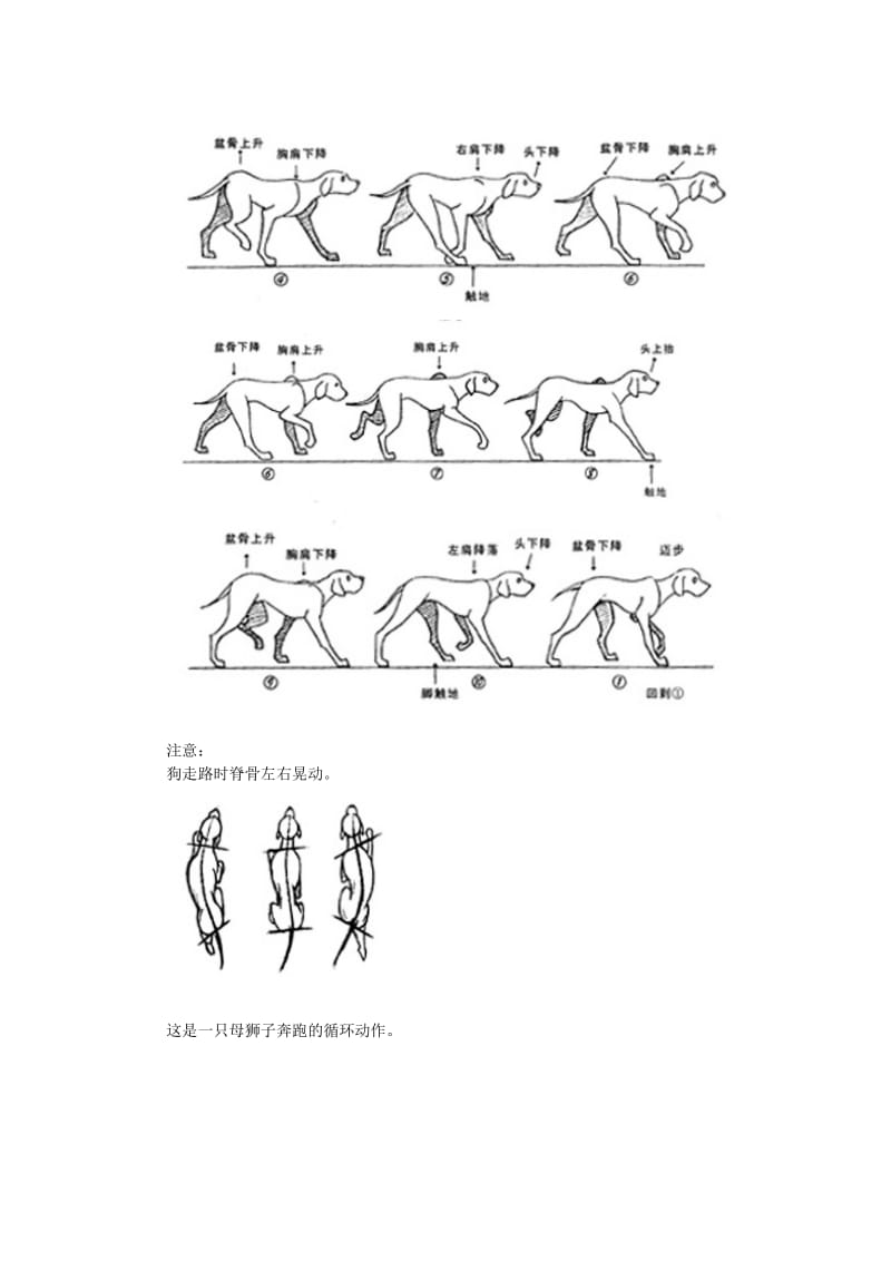 动物动作设计-兽类走_第3页