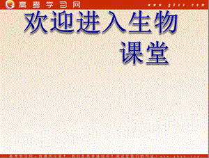 高考生物一輪復(fù)習(xí)課件：選修1 專(zhuān)題4 酶的研究與應(yīng)用