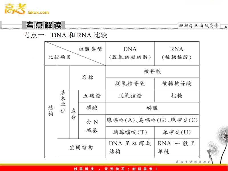 高考生物一轮复习课件：《基因的表达》（人教版必修2）_第3页