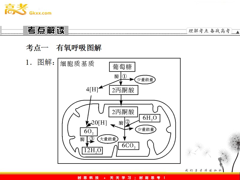 高考生物一轮复习课件：《细胞呼吸》（人教版必修1）_第3页