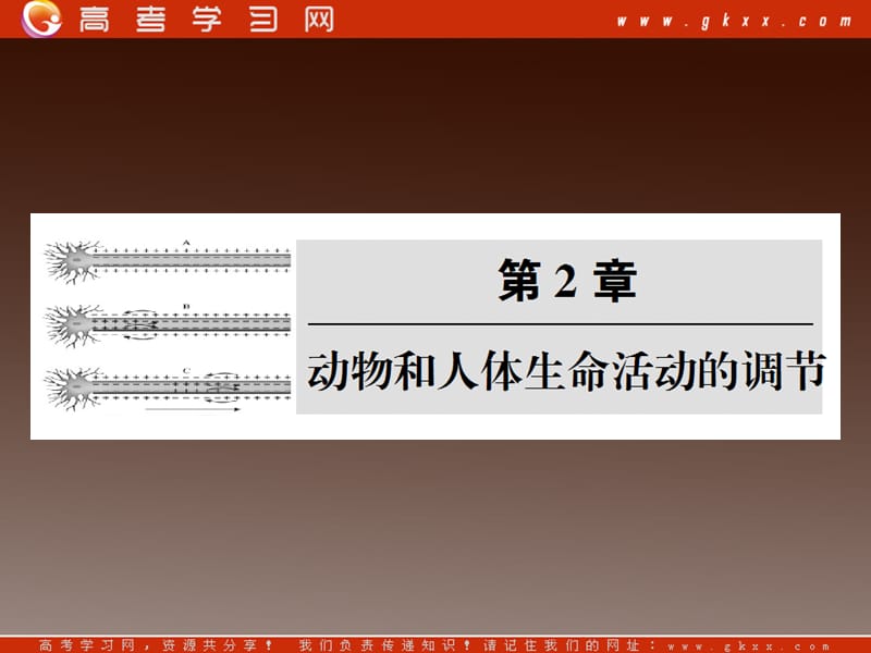 高考生物一轮复习变式训练：《动物和人体生命活动的调节》课件（人教版必修三）_第2页