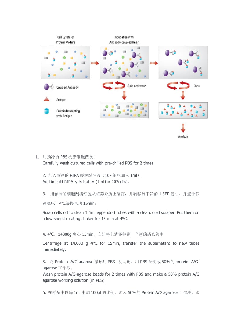 免疫共沉淀实验原理及方法_第3页