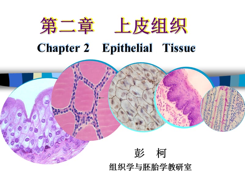 《上皮組織PK》課件_第1頁