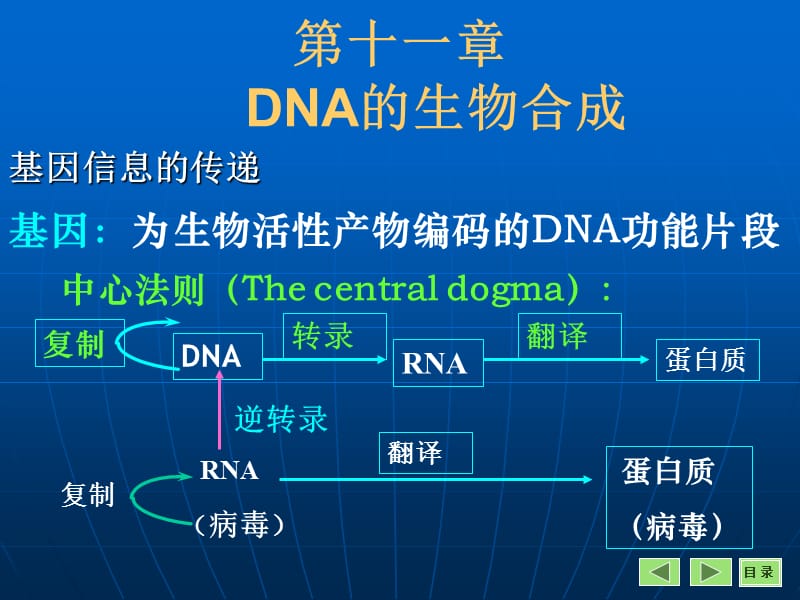 《DNA復制》PPT課件_第1頁